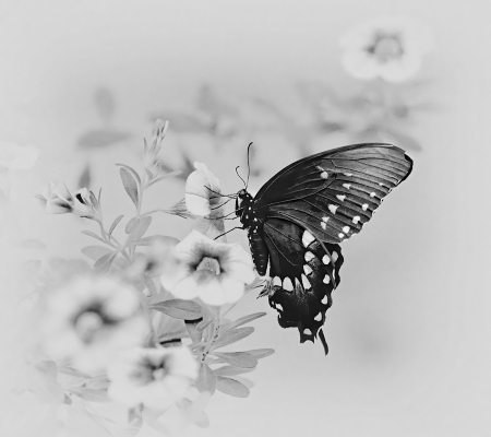 Tiled Image