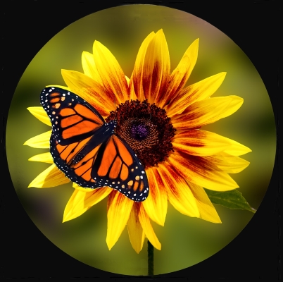 Tiled Image