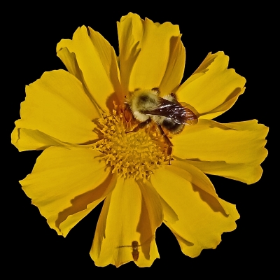 Tiled Image