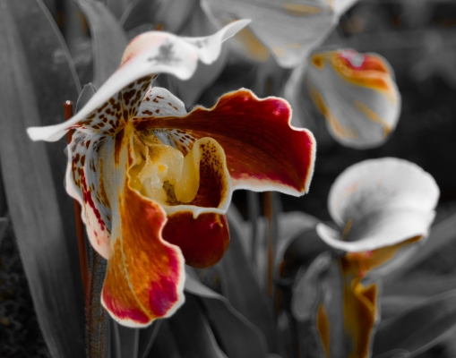 Tiled Image