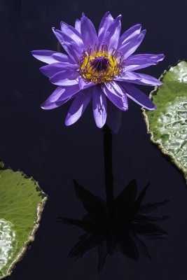 Tiled Image