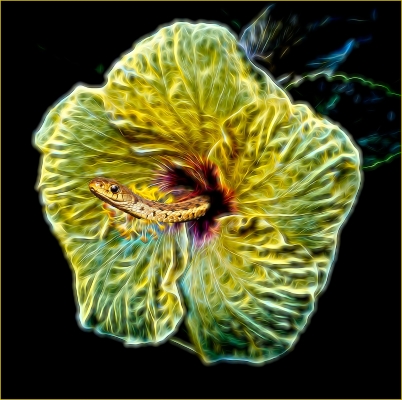 Tiled Image
