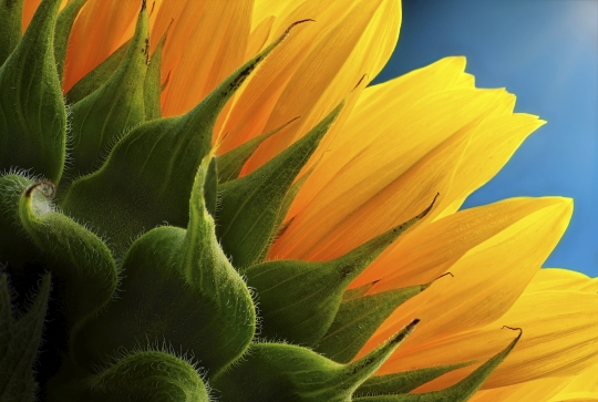 Tiled Image