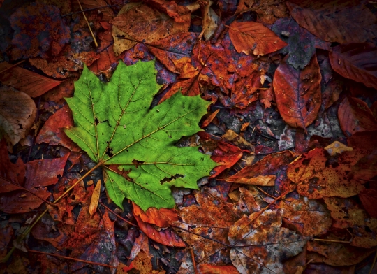 Tiled Image