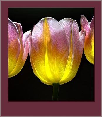 Tiled Image